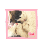 ベビーフェイスな保護猫ハルのスタンプ②（個別スタンプ：23）