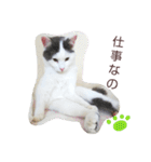 ベビーフェイスな保護猫ハルのスタンプ②（個別スタンプ：24）