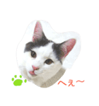 ベビーフェイスな保護猫ハルのスタンプ②（個別スタンプ：26）