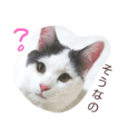 ベビーフェイスな保護猫ハルのスタンプ②（個別スタンプ：28）