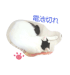 ベビーフェイスな保護猫ハルのスタンプ②（個別スタンプ：29）