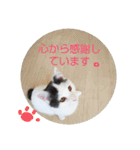 ベビーフェイスな保護猫ハルのスタンプ②（個別スタンプ：30）