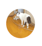 ベビーフェイスな保護猫ハルのスタンプ②（個別スタンプ：32）