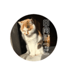 おちーのスタンプ（個別スタンプ：5）