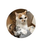おちーのスタンプ（個別スタンプ：8）