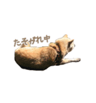 0AnimaL0（個別スタンプ：1）