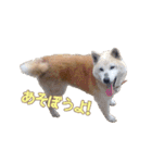 0AnimaL0（個別スタンプ：2）