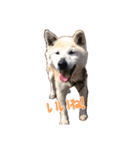 0AnimaL0（個別スタンプ：3）