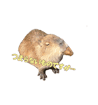 0AnimaL0（個別スタンプ：4）