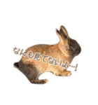 0AnimaL0（個別スタンプ：5）