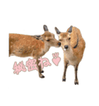 0AnimaL0（個別スタンプ：6）