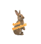0AnimaL0（個別スタンプ：8）