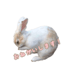 0AnimaL0（個別スタンプ：9）