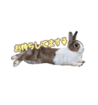 0AnimaL0（個別スタンプ：10）