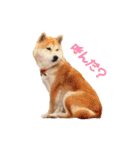 0AnimaL0（個別スタンプ：11）