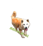 0AnimaL0（個別スタンプ：12）