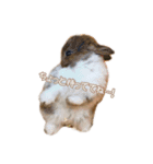 0AnimaL0（個別スタンプ：13）
