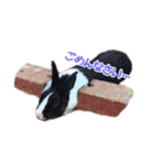 0AnimaL0（個別スタンプ：14）