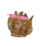 0AnimaL0（個別スタンプ：15）