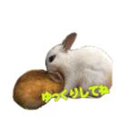 0AnimaL0（個別スタンプ：16）