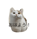 スコティッシュフォールドのすもも 2（個別スタンプ：1）