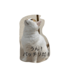 スコティッシュフォールドのすもも 2（個別スタンプ：3）