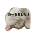 スコティッシュフォールドのすもも 2（個別スタンプ：8）