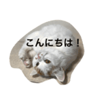 スコティッシュフォールドのすもも 2（個別スタンプ：9）
