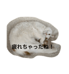 スコティッシュフォールドのすもも 2（個別スタンプ：10）