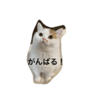 スコティッシュフォールドのすもも 2（個別スタンプ：11）