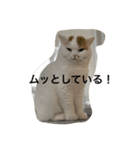 スコティッシュフォールドのすもも 2（個別スタンプ：12）