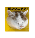 スコティッシュフォールドのすもも 2（個別スタンプ：13）