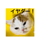 スコティッシュフォールドのすもも 2（個別スタンプ：14）