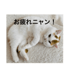 スコティッシュフォールドのすもも 2（個別スタンプ：15）