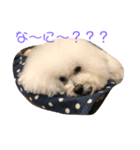 チャチャワールド（個別スタンプ：1）