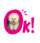 チャチャワールド（個別スタンプ：6）