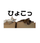 我が家の6猫（個別スタンプ：3）