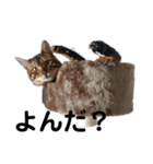 我が家の6猫（個別スタンプ：5）