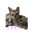我が家の6猫（個別スタンプ：6）