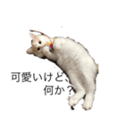我が家の6猫（個別スタンプ：7）