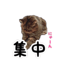 くうちゃんの友達たち（個別スタンプ：9）