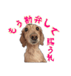 くうちゃんの友達たち（個別スタンプ：11）