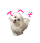 くうちゃんの友達たち（個別スタンプ：17）