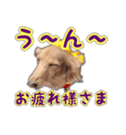 くうちゃんの友達たち（個別スタンプ：23）