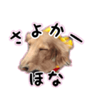 くうちゃんの友達たち（個別スタンプ：30）