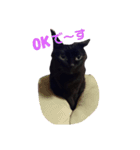 花と黒ネコ達（個別スタンプ：6）