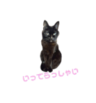 花と黒ネコ達（個別スタンプ：13）