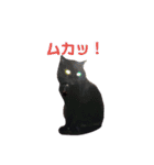 花と黒ネコ達（個別スタンプ：28）