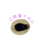 花と黒ネコ達（個別スタンプ：31）