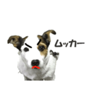 ジャックラッセルテリア ミニー（個別スタンプ：1）